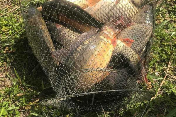 Pescuitul pe lacul Răchula: locul ideal pentru relaxare și capturi